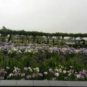 水郷潮来あやめまつり