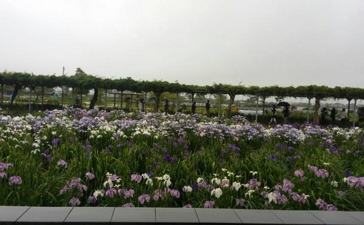 水郷潮来あやめまつり