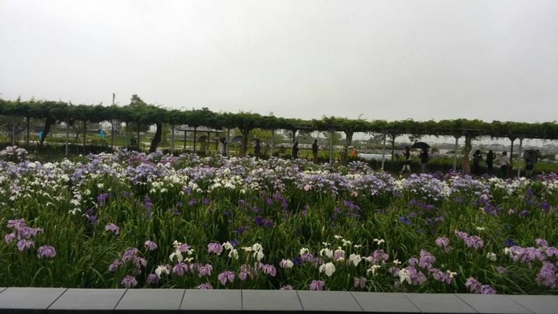 水郷潮来あやめまつり